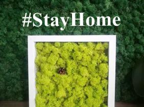 Stay at home and enjoy your living space greener than ever!