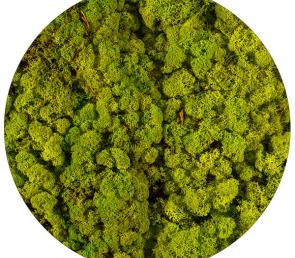 Spring green preserved moss (5kg, Ref.Nr: 055, UAE)