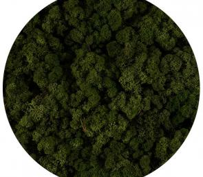 MOSS green preserved moss (5kg, Ref.Nr: 054, UAE)