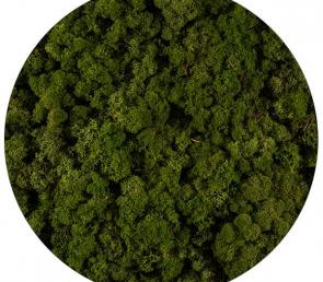 Medium green preserved moss (5kg, Ref.Nr: 080, UAE)