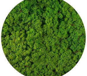 Grass green light preserved moss (5kg, Ref.Nr: 079, UAE)