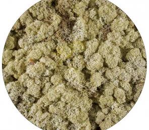 Natural preserved moss (5kg, Ref.Nr: 056, UAE)