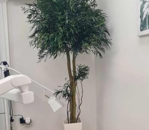 Decorative tree in a dental clinic